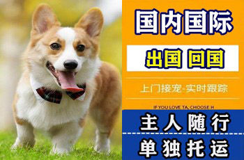 河池市宠物托运公司河池市宠物托运公司河池市宠物托运公司