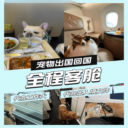 河池市宠物托运到白俄罗斯宠物入境规定和要求